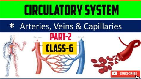 Blood Vessels Circulatory System Class 6part 2 Icsecbse Difference