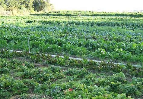Organic Farming Definition History Methods And Benefits