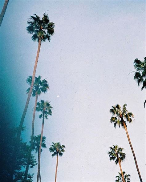 Best 25 Palm Tree Pictures Ideas On Pinterest Palm