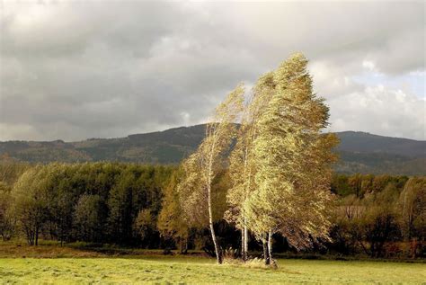 Wind Blowing Through Trees Bicycles Unlimited