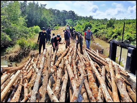 Pga Bongkar Kegiatan Penebangan Kayu Secara Haram Di Sabah Sabah News