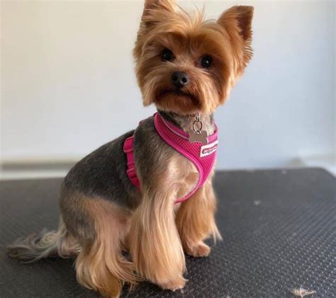 Yorkie Haircuts Which Is Best For My Pup K9 Web