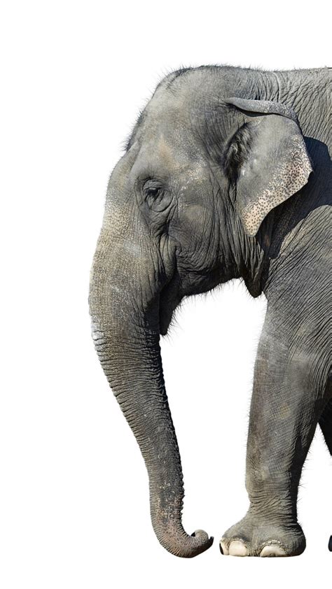 Download Elephant Iphone Wallpaper Gallery