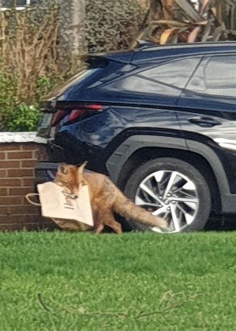 hungry dublin man left bewildered as cheeky fox steals his takeaway extra ie