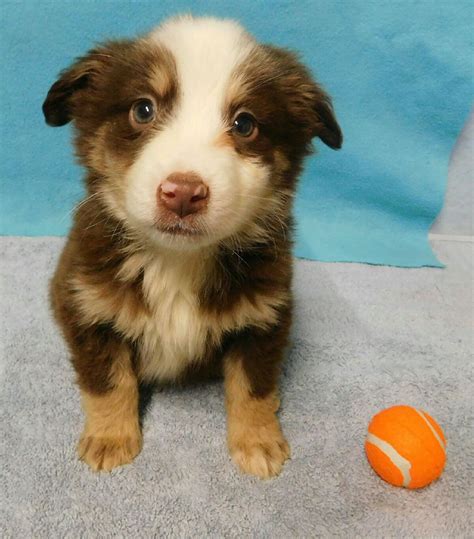 Australian shepherd puppies for sale in oh australian shepherds or aussies are lean, medium, bobtailed dogs and a cowboy favorite for guarding find australian shepherd dogs and puppies from ohio breeders. Miniature Australian Shepherd Puppies For Sale | Dayton ...