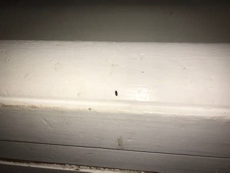 Tiny black bugs in the kitchen carpet household. Tiny Black Bugs in the Kitchen | ThriftyFun