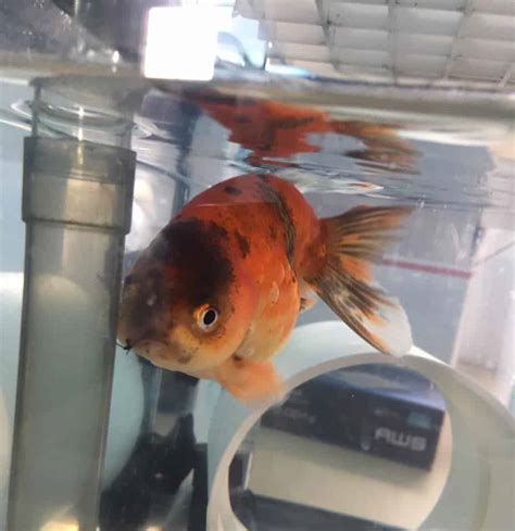 Goldfish Quarantine Tank Beun Aquarium Fish