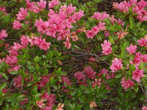 7 Types Of Azaleas And Rhododendrons To Consider