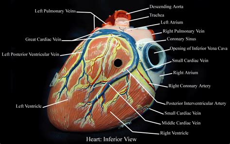 Posterior Heart Model Labeled