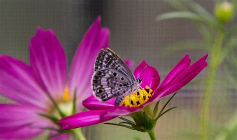 Miami Blue Butterflies Research News