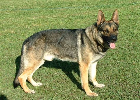 Sable German Shepherds Animals Amazing Facts And Latest
