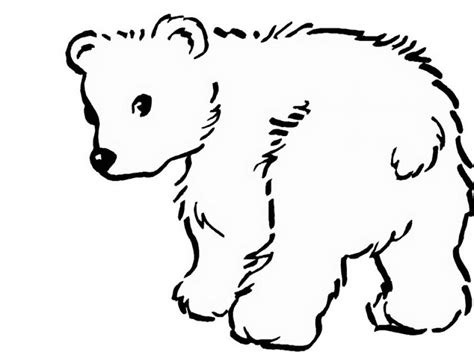 20 Free Printable Polar Bear Coloring Pages EverFreeColoring Com