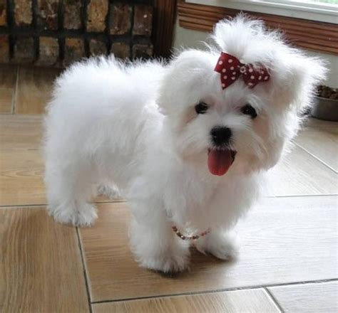 You can also get valuable information on various other dog breeds. 20+ Ide Maltese Puppy Price In Delhi - Goldu Standlip Gloss