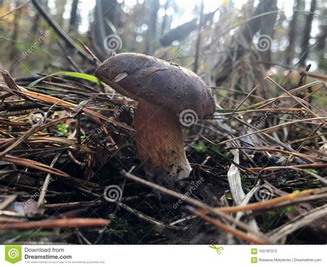 Edible Mushrooms Grow In The Forest In Autumn Stock Image Image Of