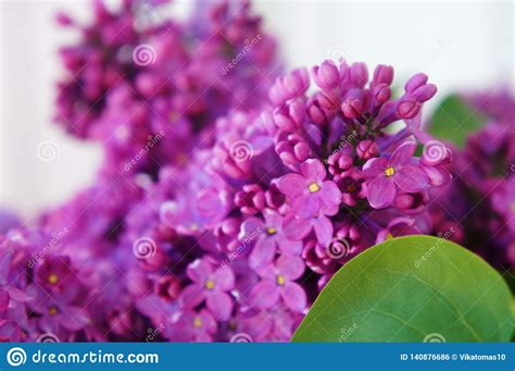 Spring Lilac Flowers Macro Image Of Spring Lilac Violet Flowers Stock
