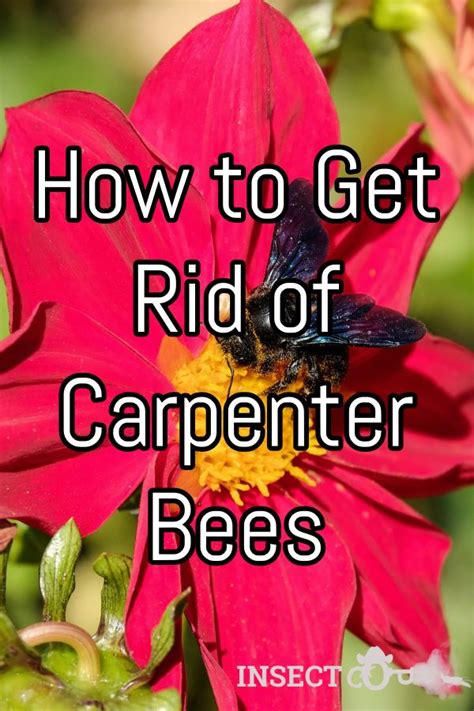 If you want to get rid of carpenter bees yourself, it's possible. How to Get Rid of Carpenter Bees | Carpenter bee, Wood ...