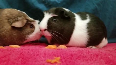 Guinea Pig Adoption Profile Baby Brothers In Los Angeles Youtube