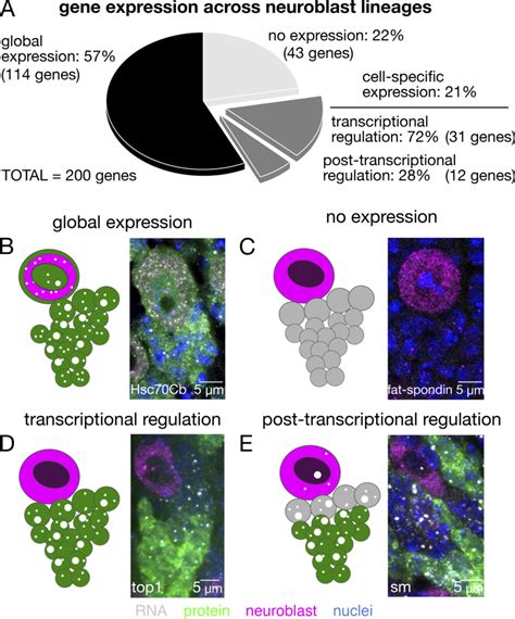Discordance Between Protein And Mrna Expression Patterns Reveals The