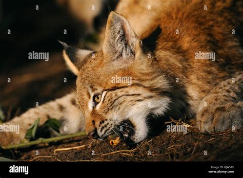 Portrait Of An Eurasian Lynx Eurasischer Luchs Lynx Lynx Nibbling