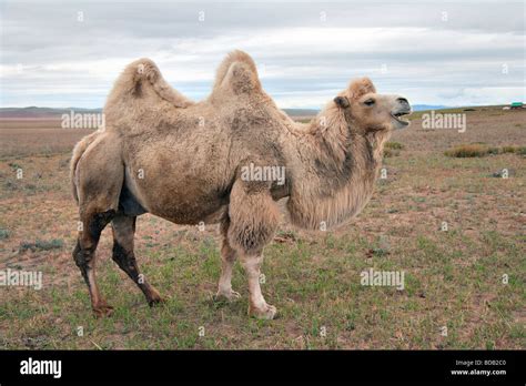 Two Humped Bactrian Camels Hi Res Stock Photography And Images Alamy