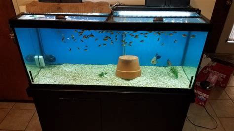 80 Gallon Fish Tank For Sale In West Linda Ca Offerup