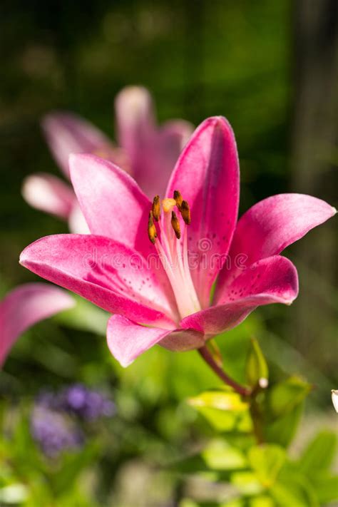 Pink Lily Flower Stock Photo Image Of Beauty Decorate 75130110