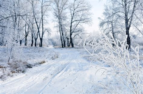 Banco de imagens panorama árvore natureza floresta ramo neve
