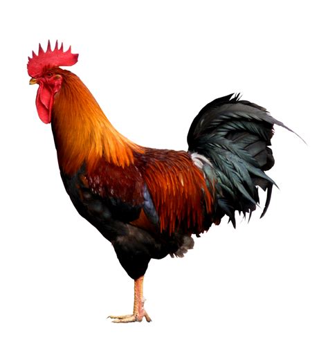 Gallinas Y Gallos Png Imagenes Gratis 2023 Png Universe Images And