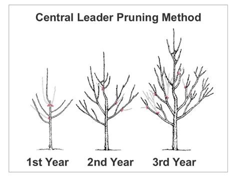 How To Prune Apple Tree And When