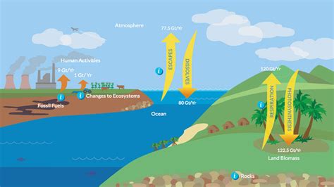 Carbon Dioxide And The Carbon Cycle