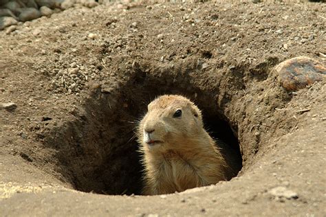 Wonderfully Astounding Facts About Groundhogs Animal Sake