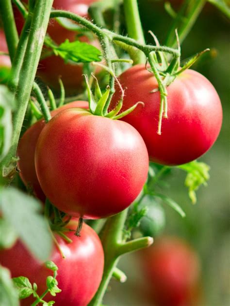 Growing Tomatoes Tomato Growing Tips