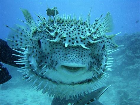 78 Best Puffer Fish Images On Pinterest Ocean Creatures Pisces And