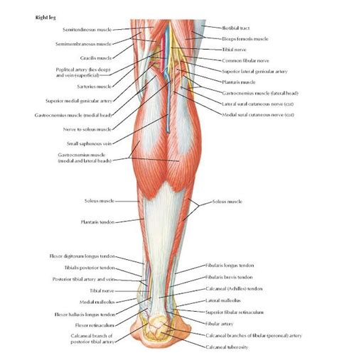 Muscles Of Leg Superficial Dissection Posterior View Anatomy