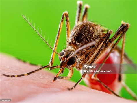 Malaria Infected Mosquito Bite On Green Background Leishmaniasis