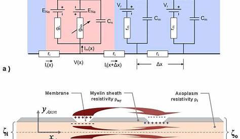 myelinated axon as a circuit diagram