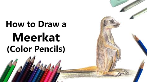 How To Draw A Meerkat With Color Pencils Time Lapse Youtube