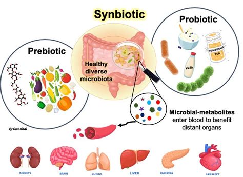 The Dynamic Duo For Your Gut Probiotic And Prebiotic As Synbiotic To