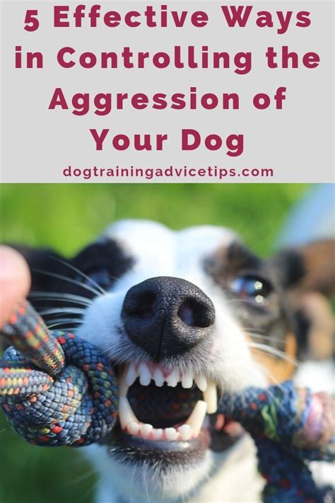 A Dog With Its Mouth Open And The Words 5 Effective Ways In Controlling