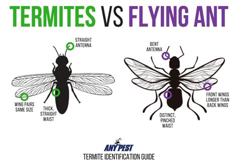 The Difference Between Flying Ants And Termites Any Pest Termites