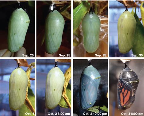 From Pupa To Butterfly Laguardia Corner Garden