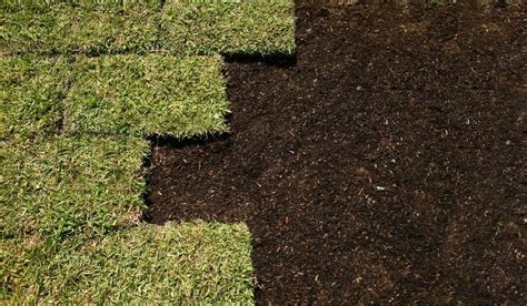 How To Grow Grass On Hard Packed Dirt In 3 Best Steps