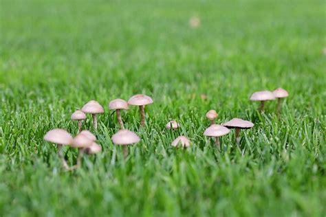 How To Get Rid Of Mushrooms In Lawn
