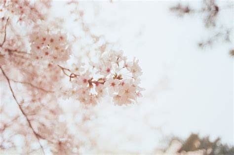 Japans Cherry Blossom Viewing Parties The History Of Chasing The