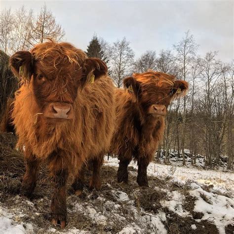 Pin On Highland Cattle