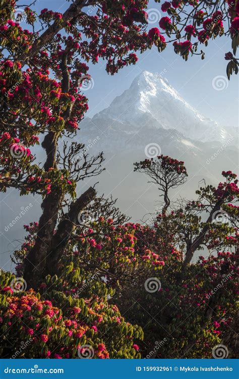 Snow Capped Peak Framed By Red Flowers Stock Image Image Of Landmark