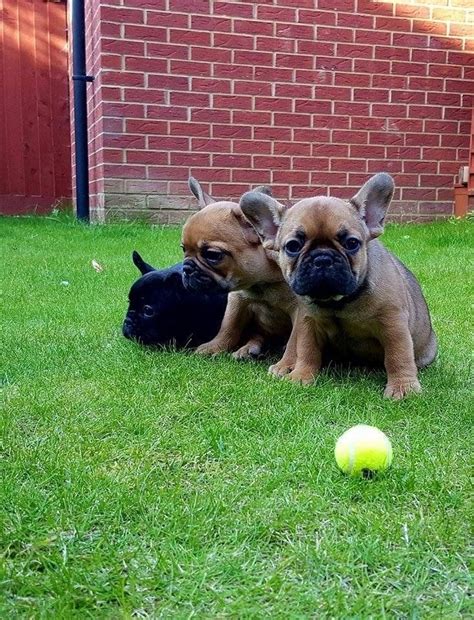 We are a family of english and french bulldog breeders, constantly looking to breed the perfect bulldog with great quality, health and temperament. French Bulldog Puppies For Sale | New Hampshire Avenue, NJ ...