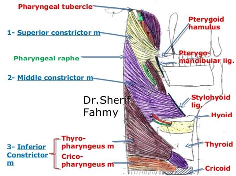 The Pharynx Anatomy Of The Neck