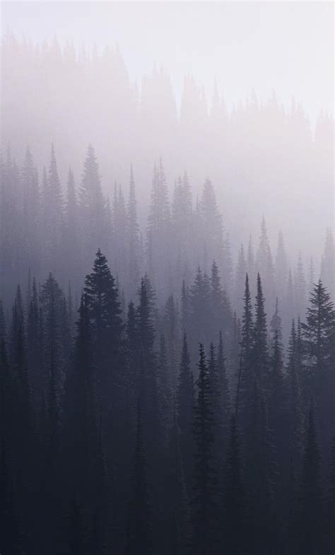 1280x2120 Forest Mist Iphone 6 Hd 4k Wallpapers Images Backgrounds