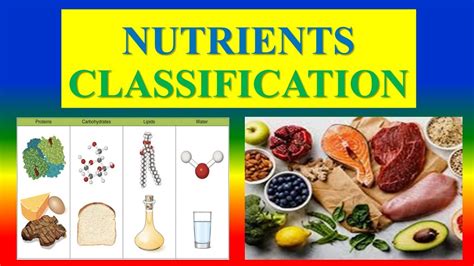 Classification Of Nutrients Youtube